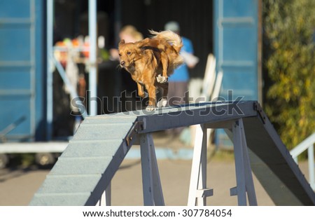An agility accident. A nova scotia duck tolling retriever is about to fall on an agility event. Image taken on a sunny evening. The dog breed is also known as a toller.
