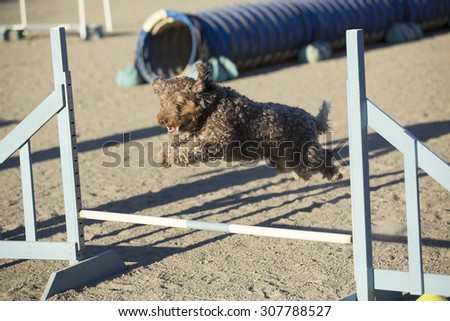 Dog agility in action on a summer evening on a sand track. The dog breed is lagotto romagnolo also known the truffle dog.