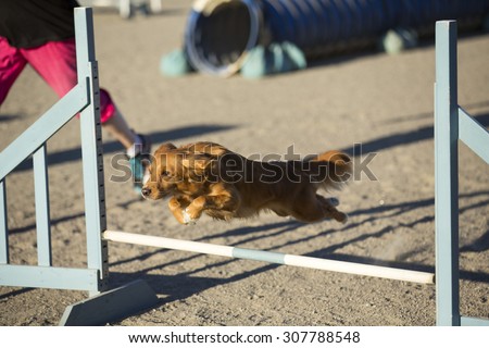 Dog agility in action on a summer evening on a sand track. The dog breed is nova scotia duck tolling retriever also known as a toller.