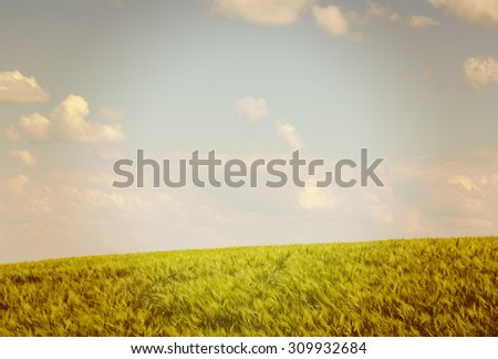 Crops in the field. Image of a wheat field during sunshine on a partly cloudy day. Image has a vintage effect applied.