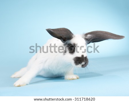 Gone with the win.d A funny bunny portrait taken in a studio. Image taken indoor with a light blue background.