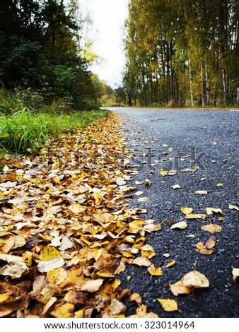 Autumn road. Image of a yellow birch leaves by the road. Image also taken from low point of view to give some perspective on a long and slippery asphalt road. Image has vintage effect applied.