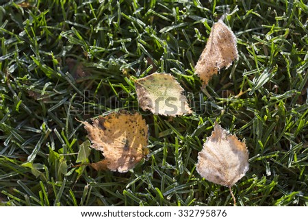 An image of a frozen birch leaf in the late autumn. The winter is just around the corner to take over the season.
