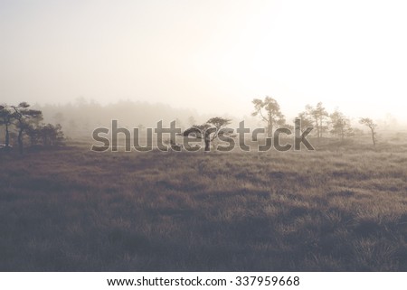 A cold morning on a dry swamp. It looks like African safari landscape. In this image has a lots of fog covering the landscape since it\'s cold weather. Image has a vintage effect applied.