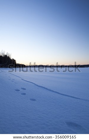 Rabbit footprints on the snow on a very cold morning. Image taken from low point of view on the lake. Some forest is in the background as a silhouette.