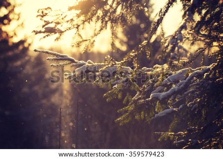 A beautiful scenery from the nature during cold winter day. A tree branch is covered with snow and the snow is falling in the background with a sunset. Image has a vintage effect applied.