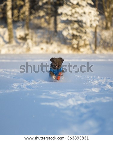 A dog is running with a jacket and sneakers in the lake ice. The weather is so cold that the dog has to be clothed to keep up warm. The dog breed is a lagotto romagnolo.
