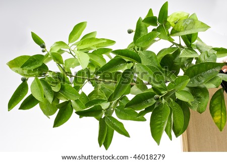 Orange Tree Leaves