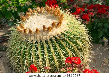 Barrel cactus with flower buds at the top and big spines on the sides