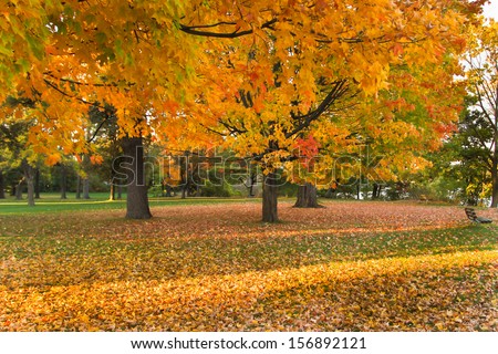 Beautiful Autumn landscape of sunset colored trees and warm colored leaves that covers the ground