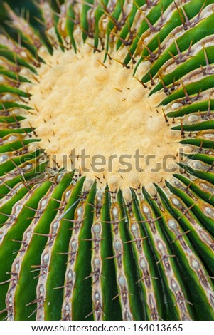 Cactus plant is a member of the plant family Cactaceae and is a succulent plant with long sharp spines/ Top of a barrel cactus
