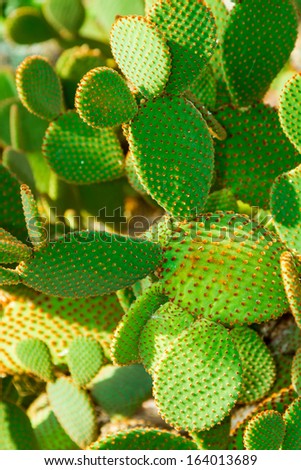 Cactus plant is a member of the plant family Cactaceae and is a succulent plant with long sharp spines/ Bunny Ears Cactus
