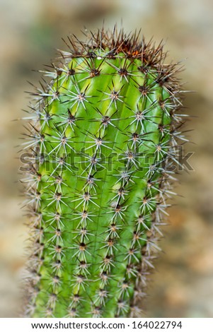 Cactus plant is a member of the plant family Cactaceae and is a succulent plant with long sharp spines