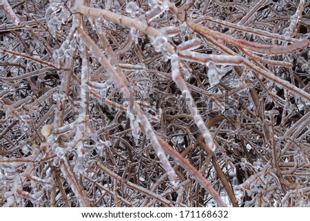 Icicles coated twigs and branches after an ice storm and freezing temperature