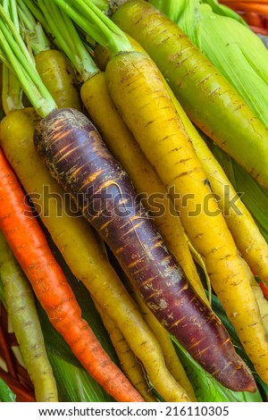 Organic Heirloom carrot varieties of purple, yellow, orange and white color/  Organic Heirloom Carrots