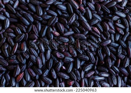 Organic Black Rice also known as Purple Rice Shallow depth of field