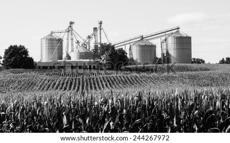 Cornfield with silos and farm in the distance