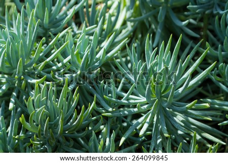 Fleshy succulent desert plant with blue stick like foliage