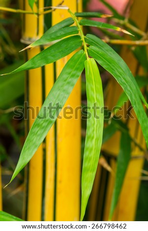 Bamboo Plant (Bambuseae) Bamboo is a tribe of flowering perennial evergreen plants in the grass family Poaceae