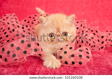 Cream Exotic kitten playing in pink black dot ribbon on cerise pink background