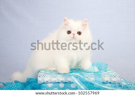 White Persian kitten sitting with blue gift box and blue ribbon on blue background