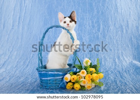 Kitten standing in blue basket with yellow flowers on blue background