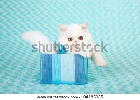White Exotic kitten sitting inside striped blue container box on aqua background