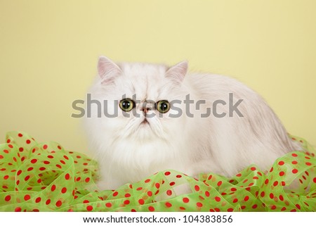 Silver Chinchilla Persian cat with green red dot ribbon on yellow green background