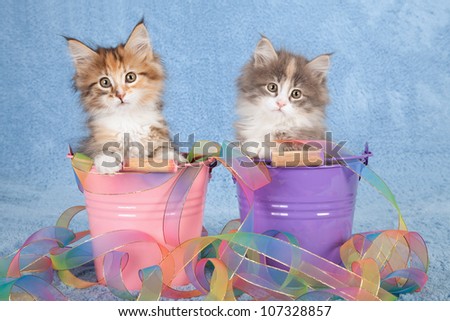 Moggie kittens sitting inside pastel pails buckets with tie dye ribbon on blue background