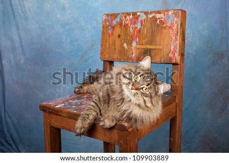 Siberian Russian Forest Cat on wooden chair on blue background