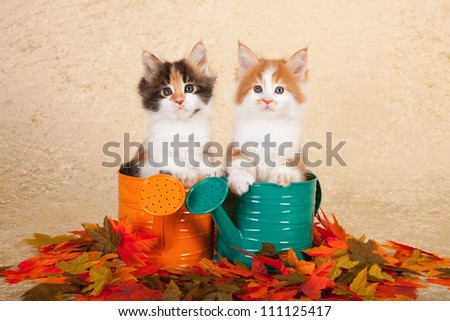 Maine Coon kittens sitting in miniature watering cans buckets pails with fall autumn leaves on beige background