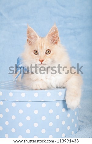 Red shaded silver Maine Coon kitten with blue white polka dot round gift box container on blue background