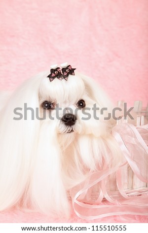 Show champion Maltese dog sitting in pink basket on pink background