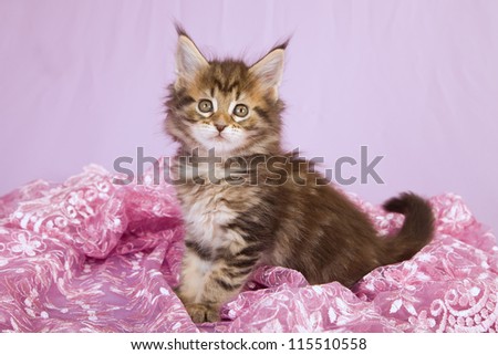Maine coon kitten sitting in pink lace on lilac pink background