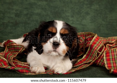 Cavalier puppy with Christmas ribbon on green background