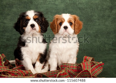 Cavalier puppies with Christmas ribbon on green background
