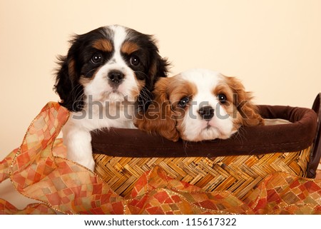 Cavalier puppies sitting inside brown basket with ribbon on beige background