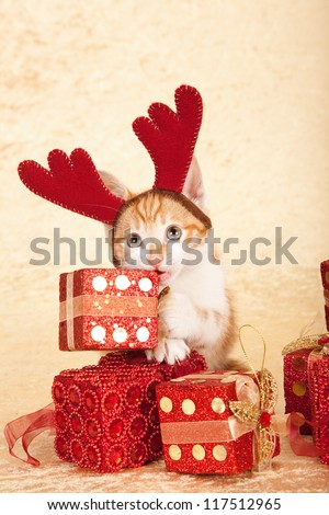 Naughty kitten biting into christmas gift, wearing antler hat, on beige background