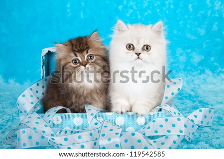 Golden Chinchilla Persian kitten sitting in blue gift box on blue fake fur background