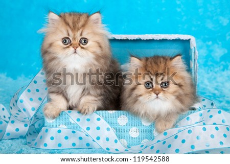 Golden Chinchilla Persian kitten sitting in blue gift box on blue fake fur background