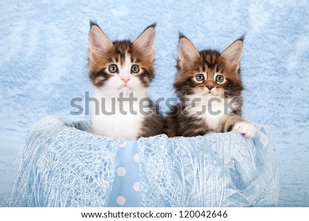 Maine Coon kittens sitting inside blue container with blue scarf on blue background