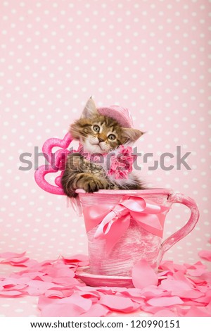 Maine Coon kitten with pink hat sitting inside pink cup with pink ribbon bow and pink hearts and fake rose petals on pink background