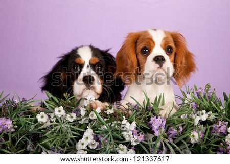 Cavalier King Charles Spaniel puppies with lavender flowers on lilac purple background
