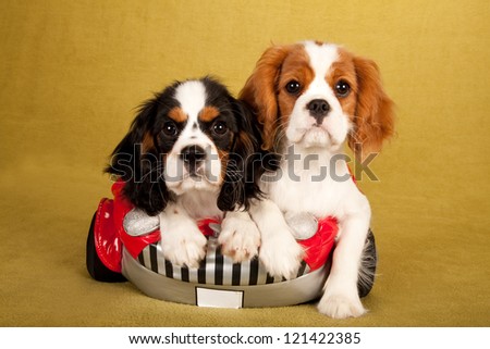 Cavalier King Charles Spaniel puppies sitting in soft toy car