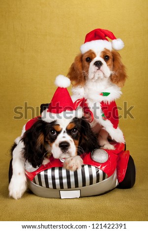 Cavalier King Charles Spaniel puppies with santa hats and jackets sitting in soft toy car