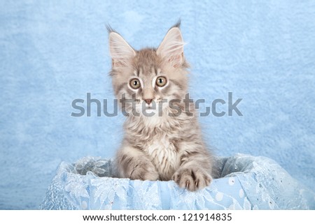 Maine Coon kitten sitting inside blue lace gift box container on blue background