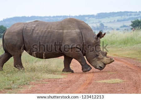 Dehorned southern white rhino walking across dirt road, showing off short cut-off horn to protect it from being poached