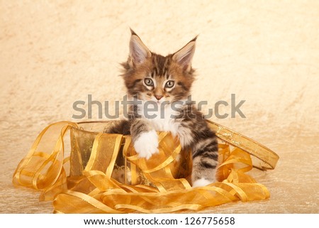 Maine Coon kitten sitting inside golden box with gold ribbon on yellow beige background