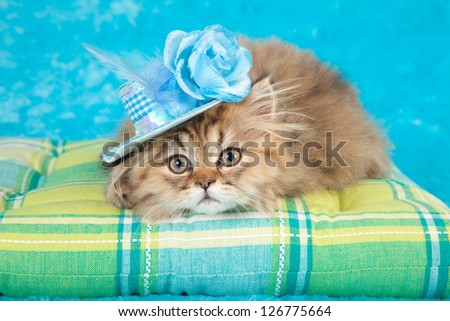 Golden Chinchilla persian kitten with blue fancy hat lying on blue green cushion on blue background