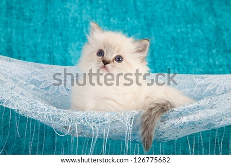 Ragdoll kitten sitting inside lace hammock on blue background